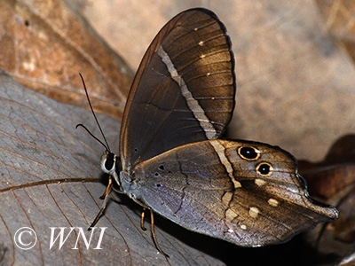 Pierella hyalinus (Satyrinae, Nymphalidae, Lepidoptera)